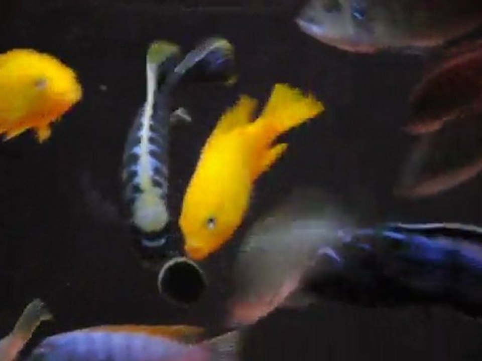 Cynotilapia Mbamba Chilumba  ( Luwino Yellow Head ) & Msobo Magunga