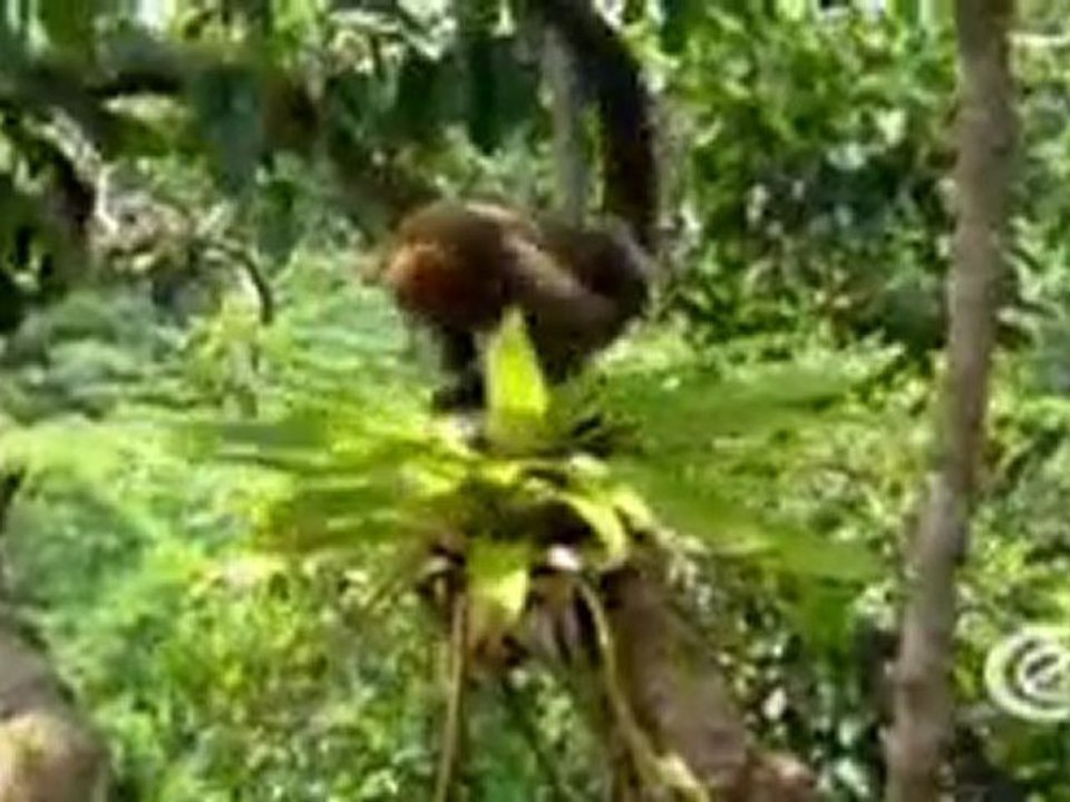 (DVD08) (01) AMAZONIA 2