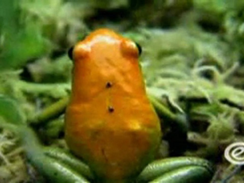 (DVD08) (07) BIODIVERSIDAD