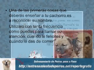 Obediencia Básica y Como Entrenar a un Cachorro