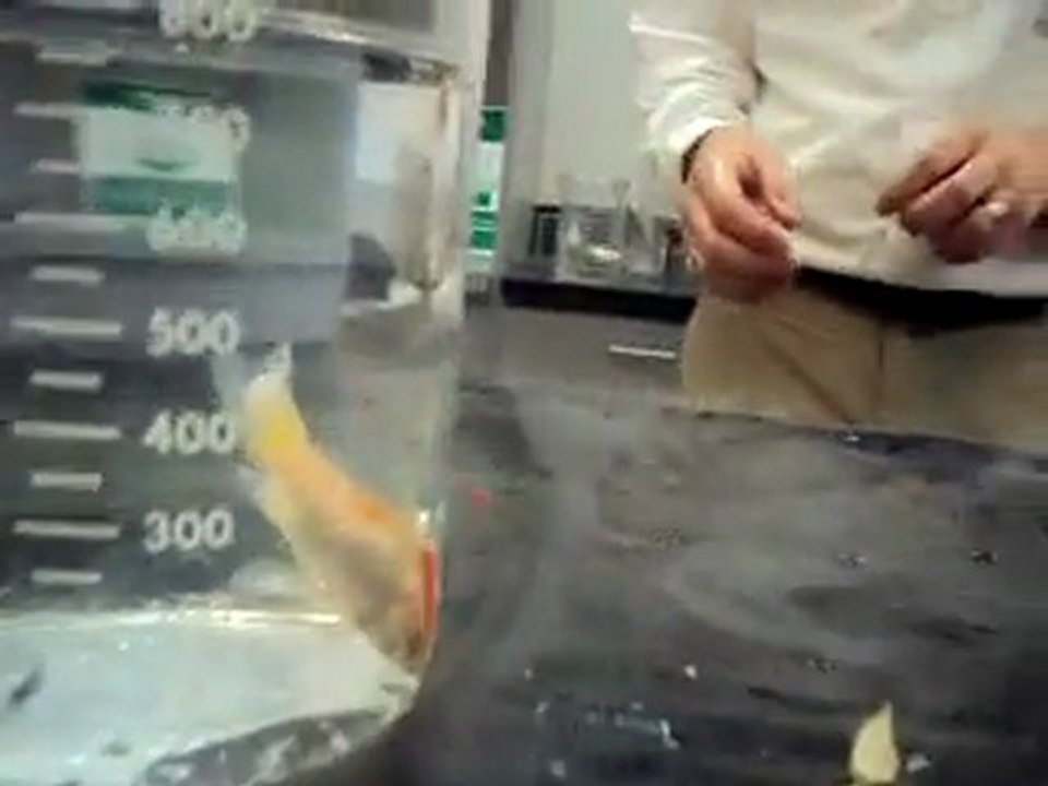 Poisson rouge dans de l'azote liquide
