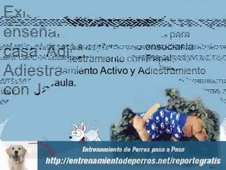 Como Educar a un Cachorro para ir al Baño