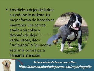 Los Mejores Trucos del Adiestramiento Canino