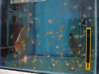 Hıgh body Altum Flora & Turkuaz Pair