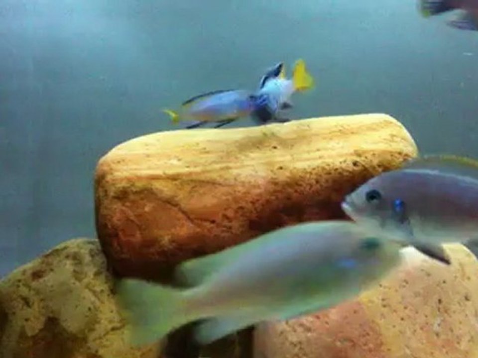 Elongatus Mphanga