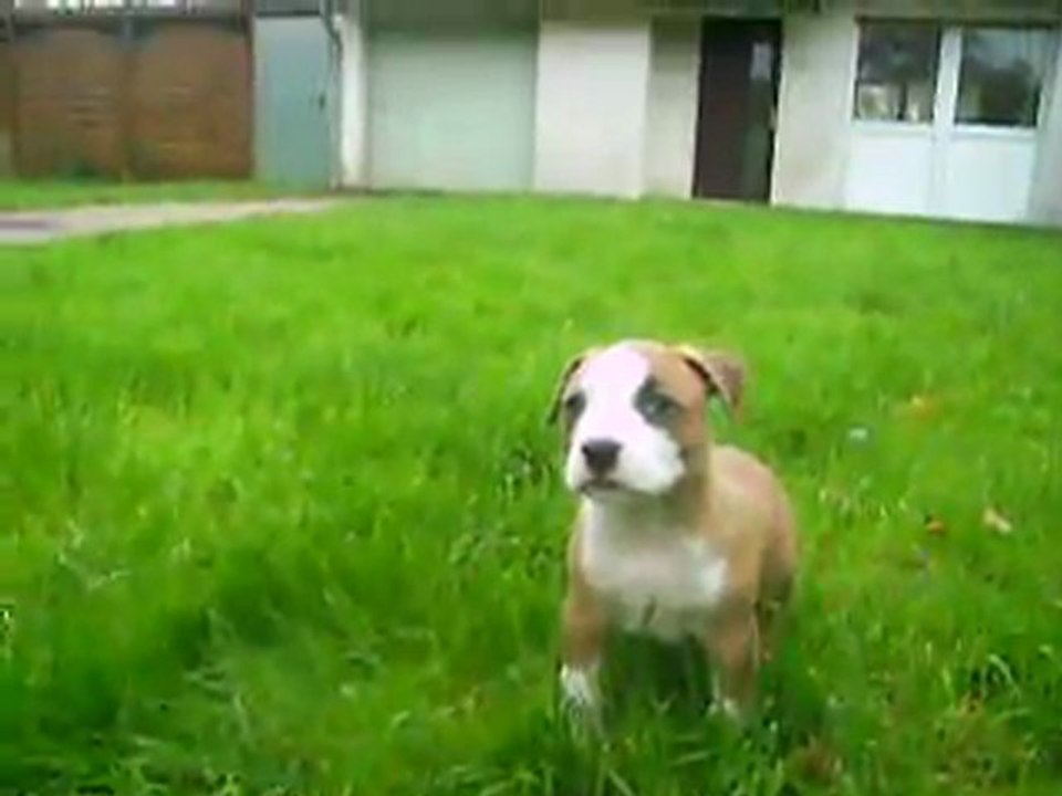 vidéo du 04.11.2011 de Gangsta et Gaily