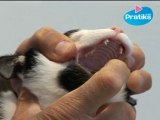 Conseils véto - Comment donner un médicament à son chat ?