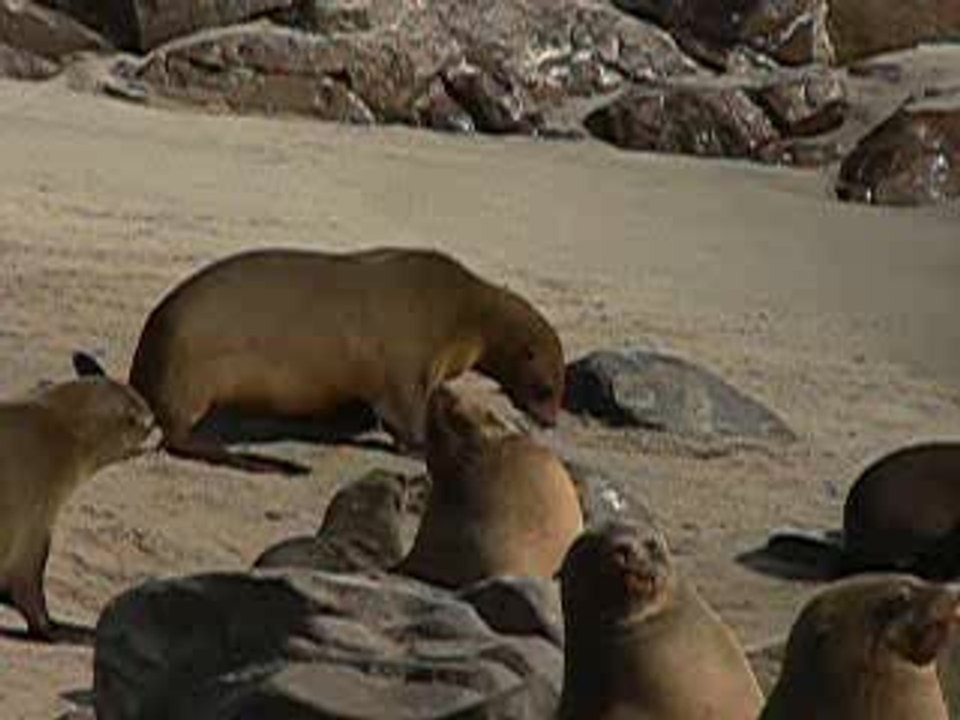 namibie-otaries-skeleton-coast