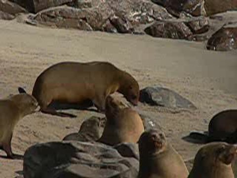 namibie-otaries-skeleton-coast