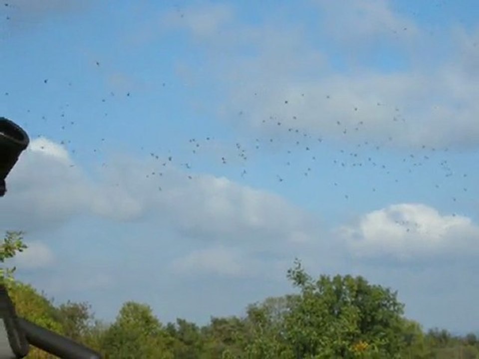 Pigeons ramiers en nord Loire le 14/10/2011