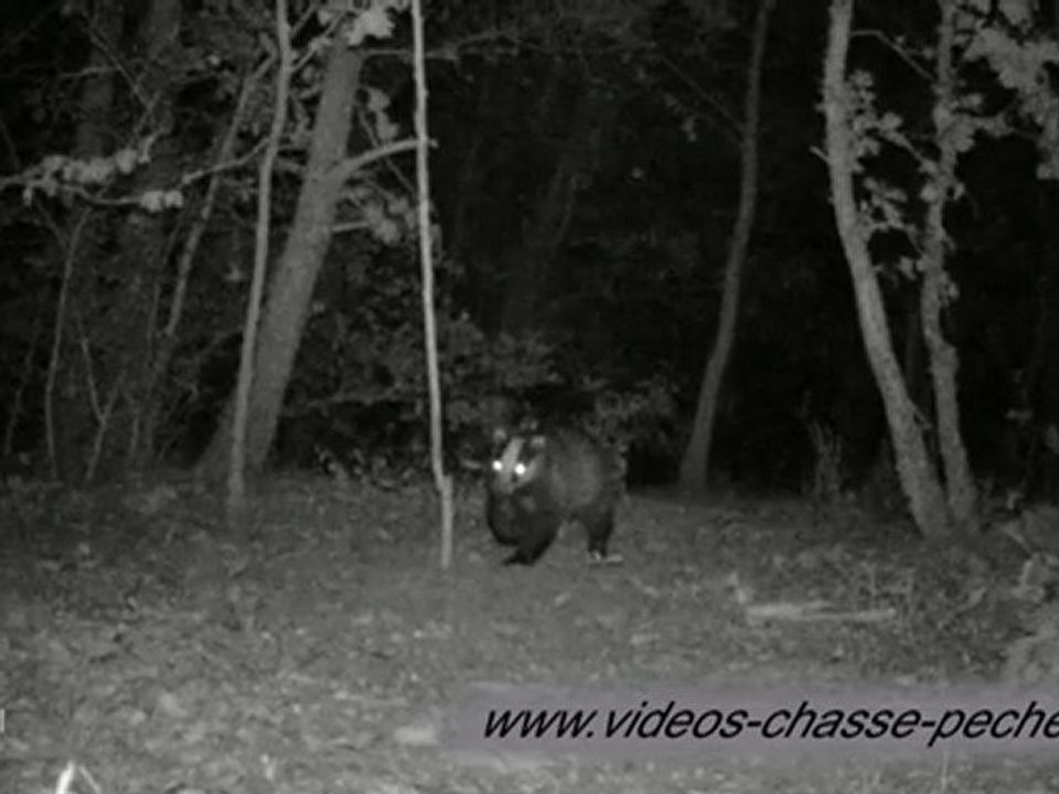 Blaireaux de nuit - Bushnell Trophy Cam Security 119467