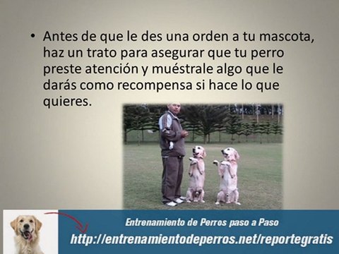 Técnicas de Enseñanza : Cursos de Entrenamiento de Perros