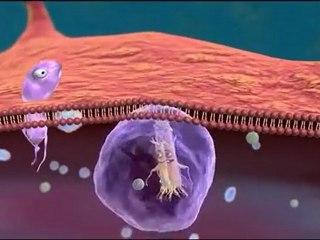 Immune_Response__Toll_Like_Receptors__TLR__Pathway___IMGENEX