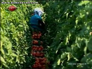 Bekir Develi - Gez Göz Arpacık TRT1 - Yalova-Bilecik Yolu