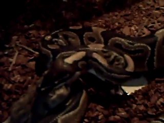 python vs gerbille