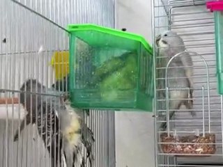 Muhabbet kuşları banyo keyfi