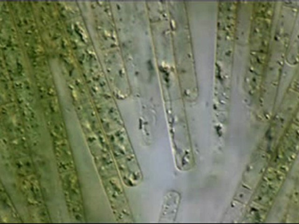 Jacques Prunier conférence sur l'Algue bleue vert