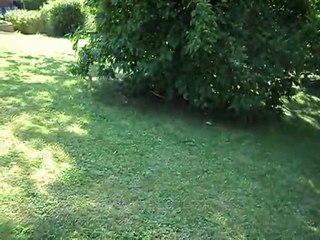 Rien à signaler... Ah un chat!