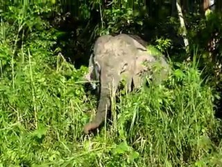 Pygmy elephant - Borneo - run's
