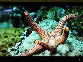 AzBox Neutrino HD - Multimedia -