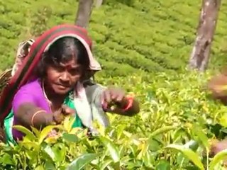 Sri Lanka Holidays - Bit of Heaven