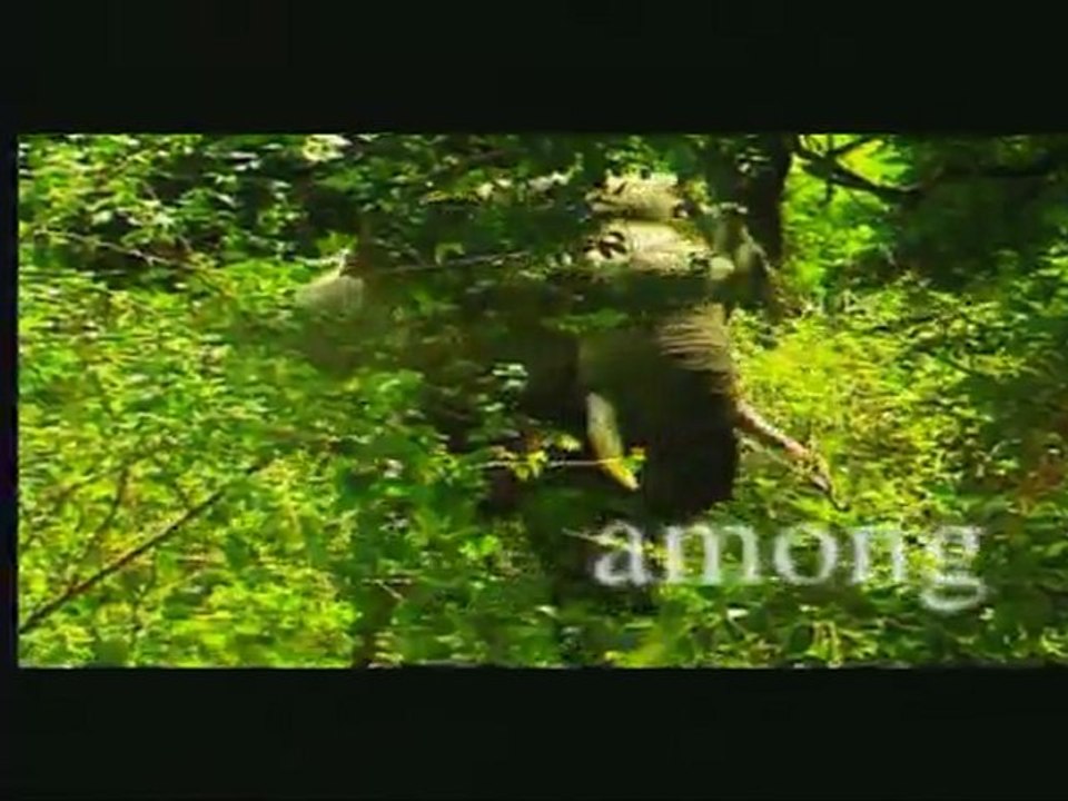 Sri lanka Travel and Tourism, Sri Lanka holidays, Sri Lanka Tours