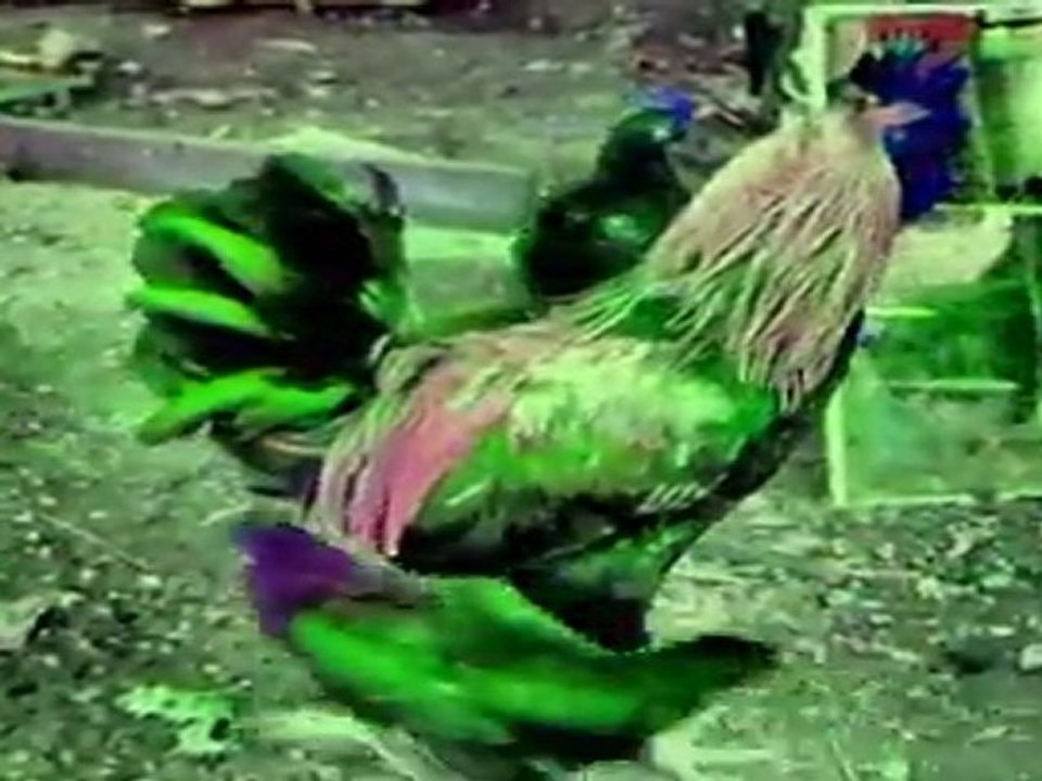 התרנגולות כחולות הכרבולת Blue cockscomb العرف الأزرق