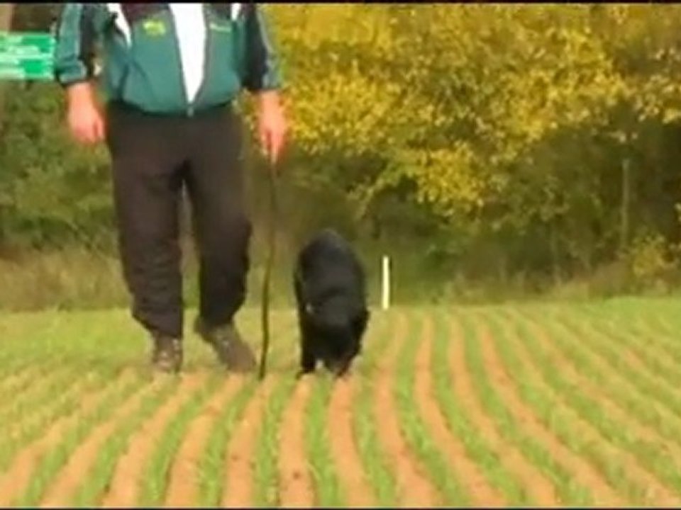 Deika vom Wolfsfriede, 4 Monate, Fährte