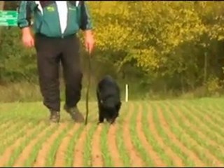 Deika vom Wolfsfriede, 4 Monate, Fährte