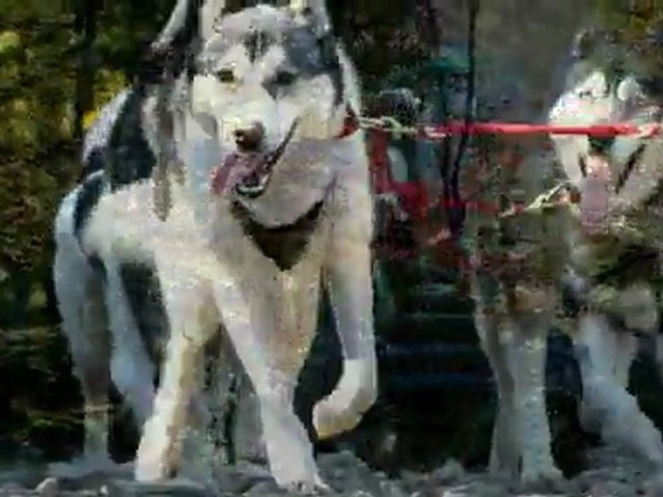 2011ko udazkenako entrenamenduak, lera xakurrak