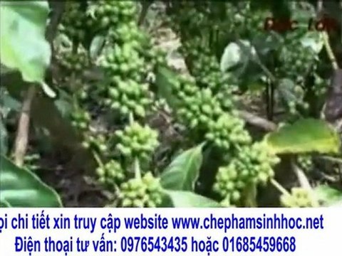 kết quả ứng dụng khoa học công nghệ và tỉnh daklak, kết quả thật bất ngờ?