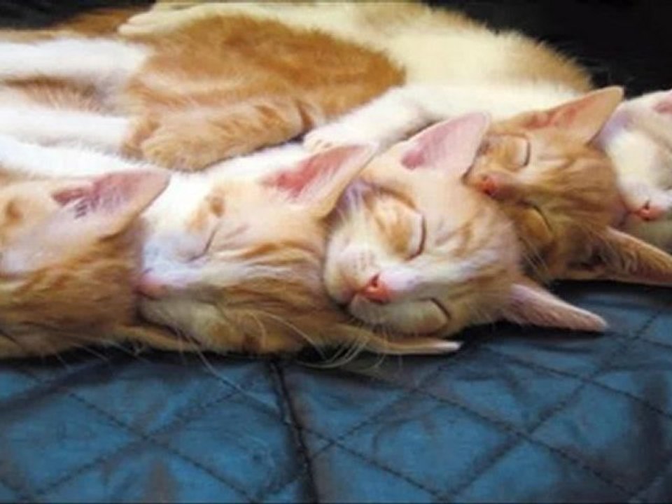 Cute Ginger Cats