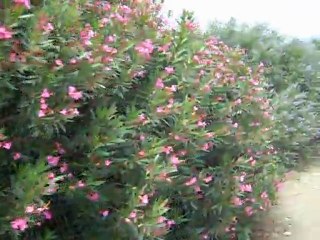 Bir yaz günü traktör üstünde köye doğru