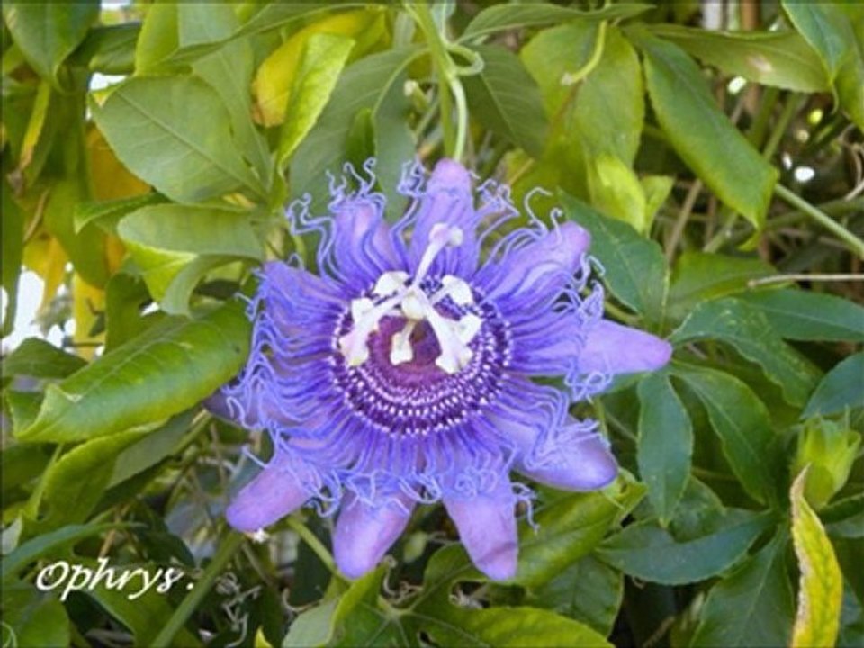 Passiflora  par Ophrys .