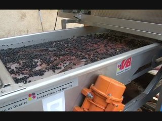 Vendanges 2011 à Saint Emilion au château Carteau