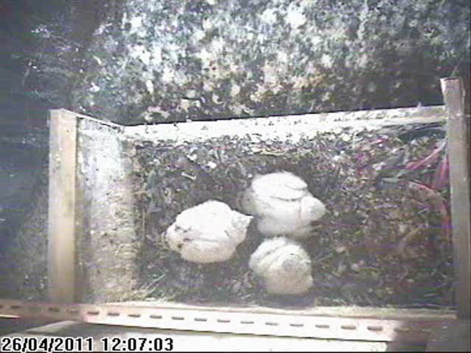 Faucon pèlerin Nancy (54, FR) croissance 2011