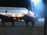 Les percherons du Cantal au mondial 2011