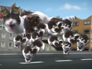 Welcome to Kitty City