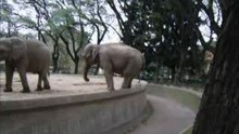 baila elefante