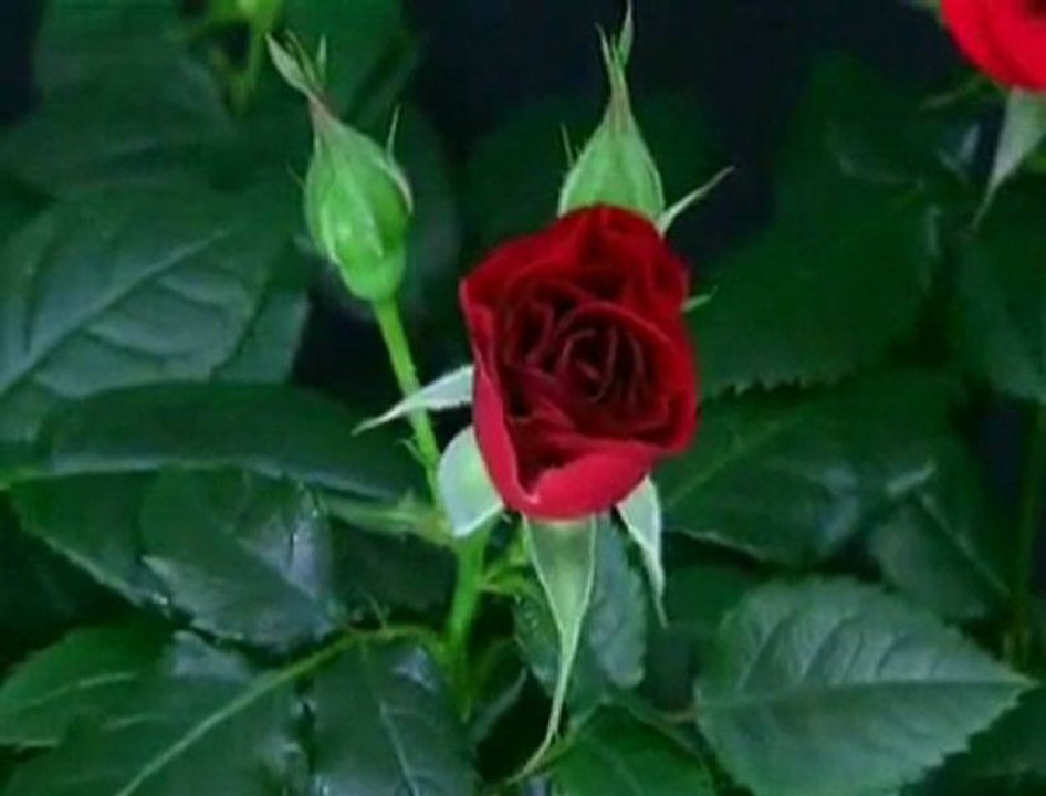 سورة الفاتحة