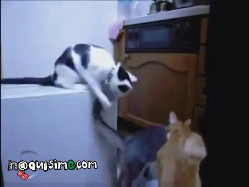 NAQUISIMO.COM - El gato troll