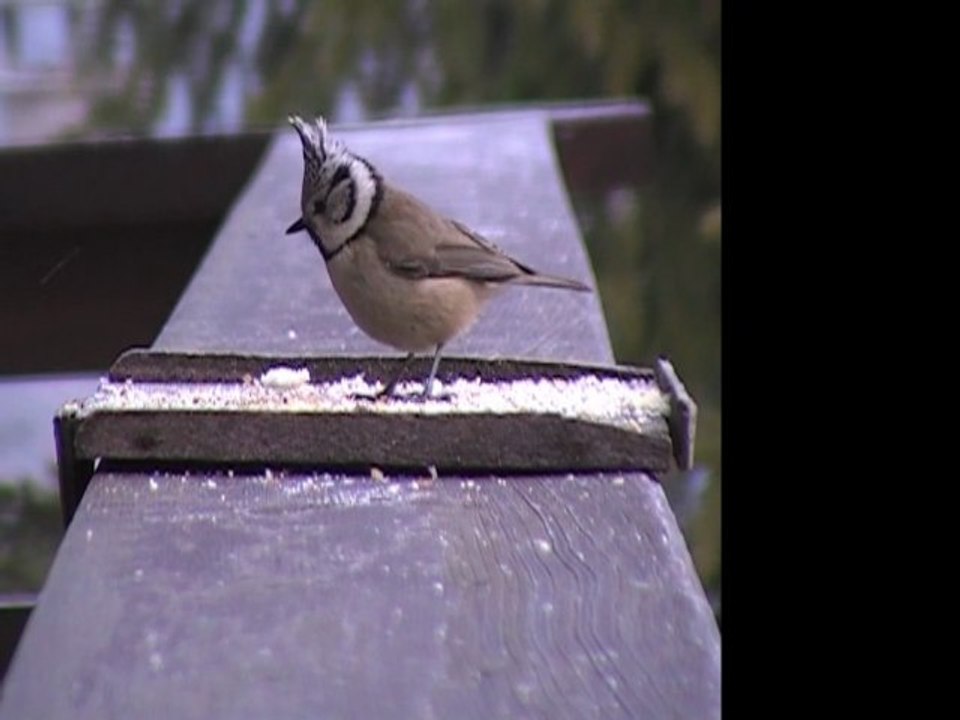 Ballet de mésanges huppées