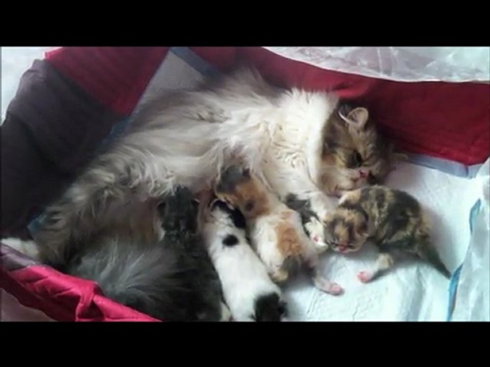 Les chatons de Fabuleuse