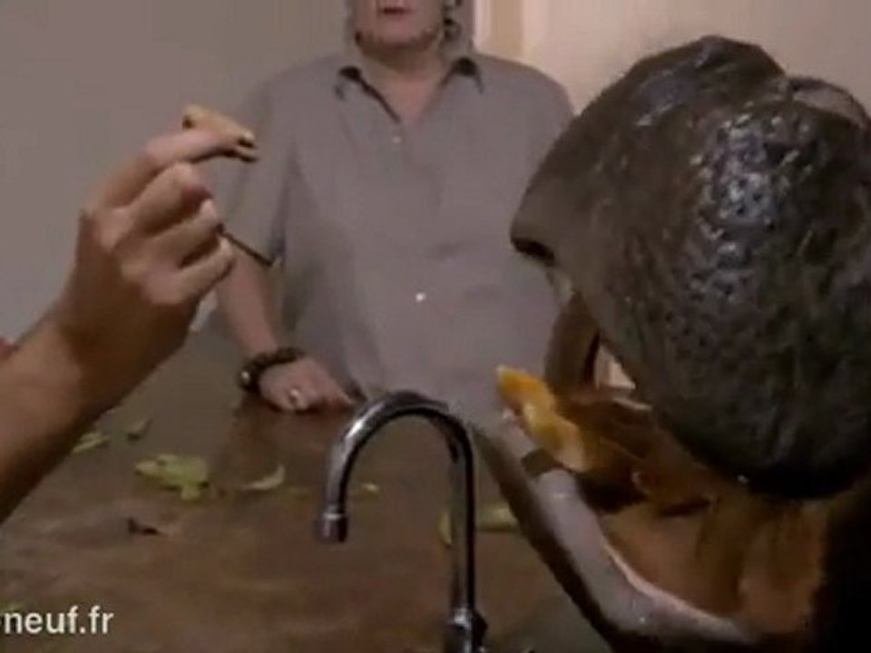 Vivre avec un Hippo