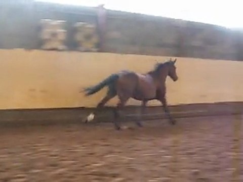 05 11 2011 Vouvray Sandillon 02