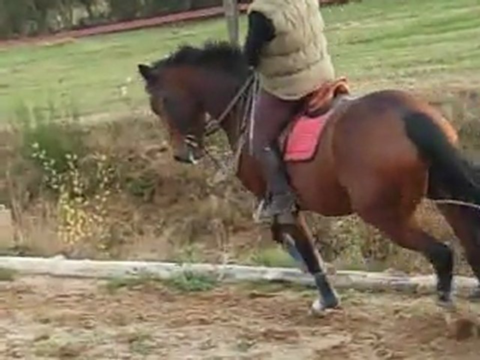 01 11 2011 Top Model galop