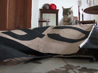 Bebop & Lula 06112011