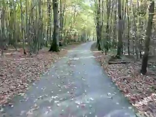 Dans les sous-bois de la Forêt d'Orient.