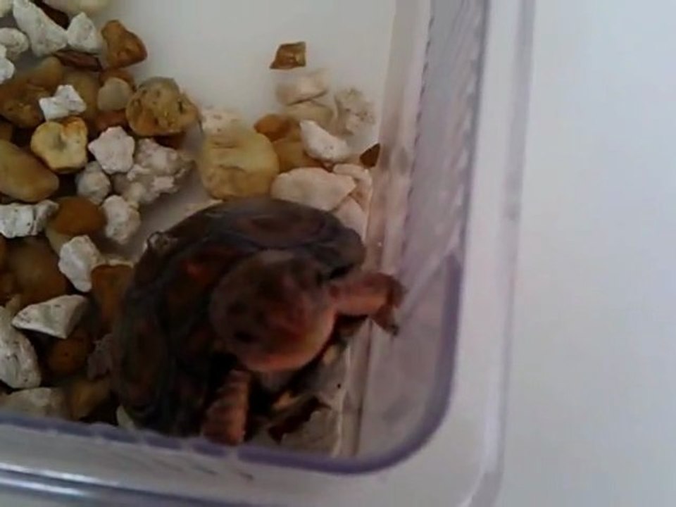 Gamera