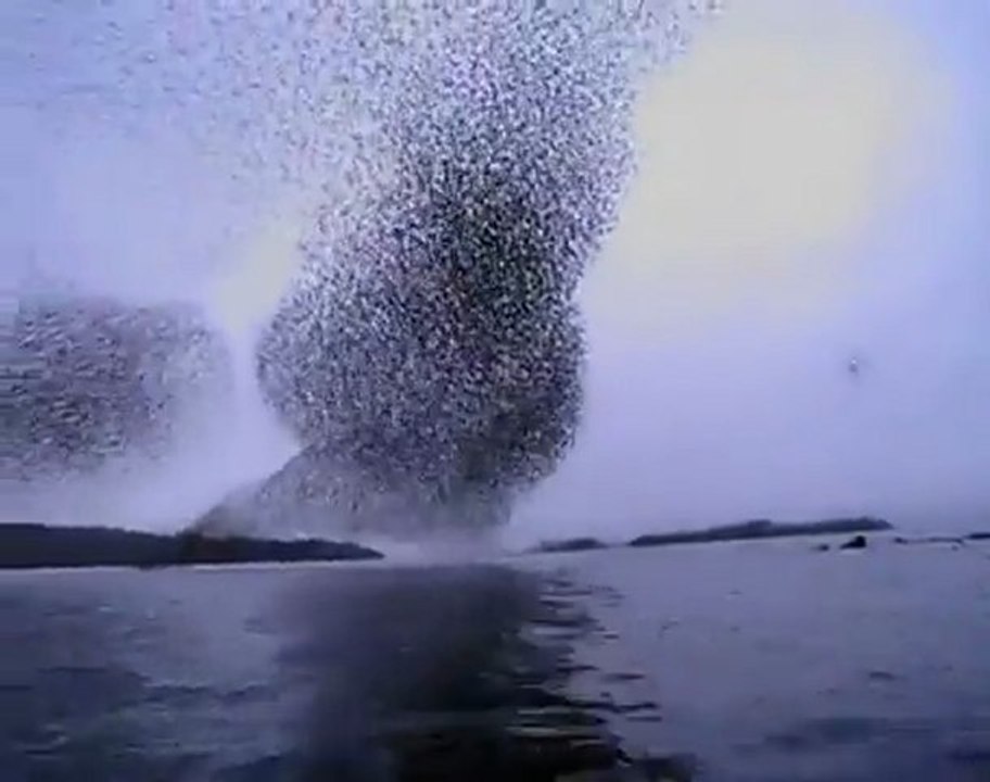 Murmuration